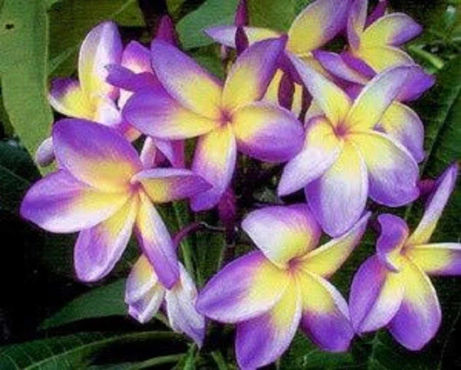 Plumeria Seeds - 5 Yellow Purple Flower Seeds - Plumeria rubra - Tropical Perennial Plant