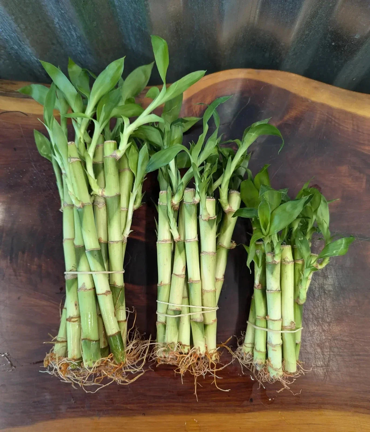 Lucky Bamboo Plant - 4" 6" 8" - Dracaena sanderiana - Indoor Decor Gift - Good Luck Plant for Home