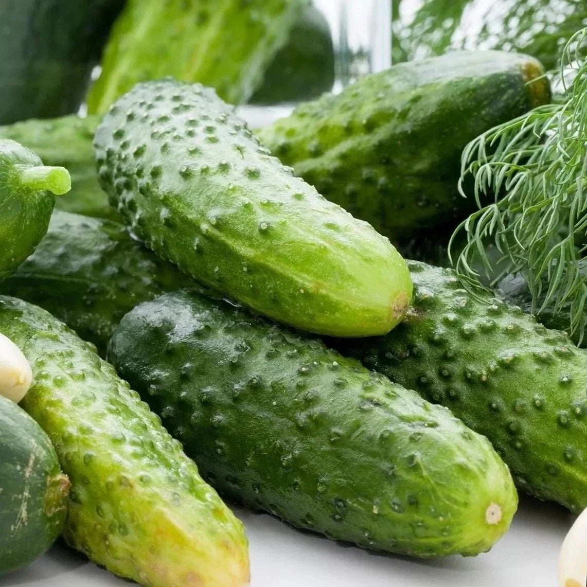Boston Pickling Cucumber Seeds - 50+ Non-GMO Heirloom - Cucumis sativus - Ideal for Pickling and Container Gardening