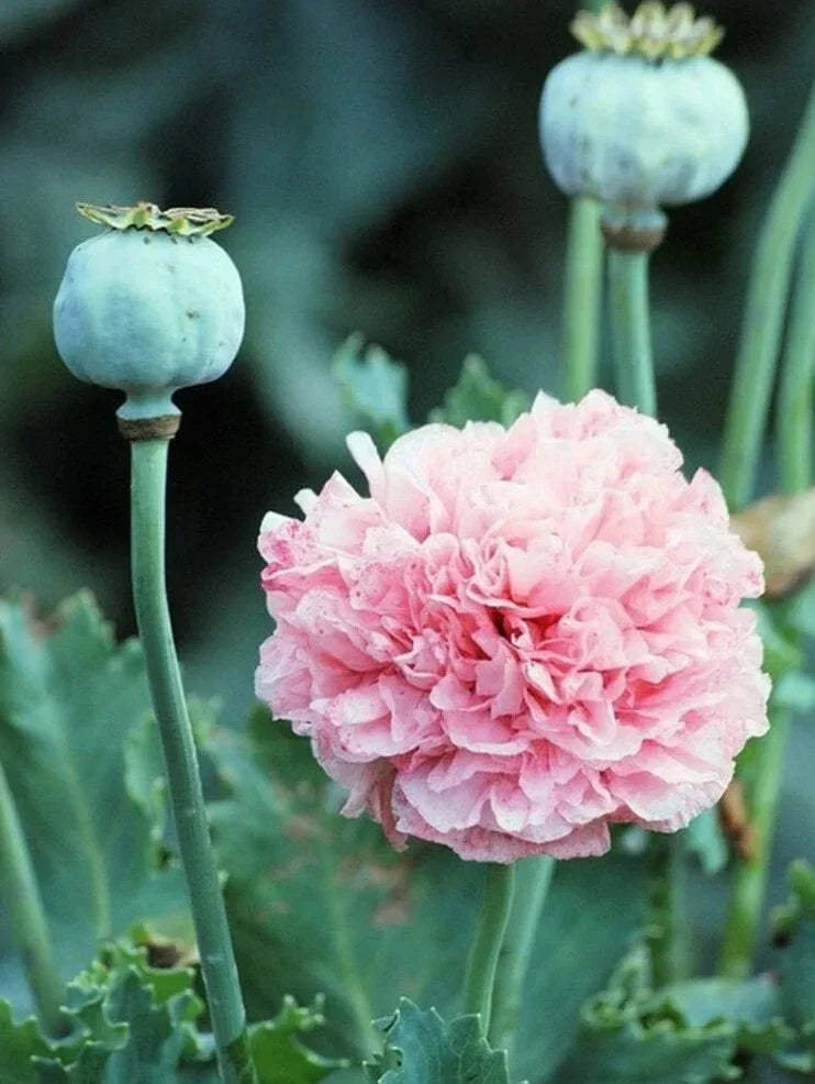 Heirloom Peony Poppy Seeds - 200+ Fresh Seeds, Frosted Elegance, Papaver paeoniflorum, Rare Botanical Variety