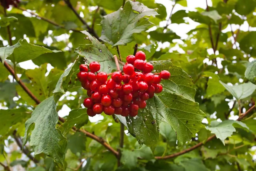 Highbush Cranberry Seeds - 30 Pack - Viburnum trilobum - Native Edible Berries - Ideal for Planting, Wildlife Attraction