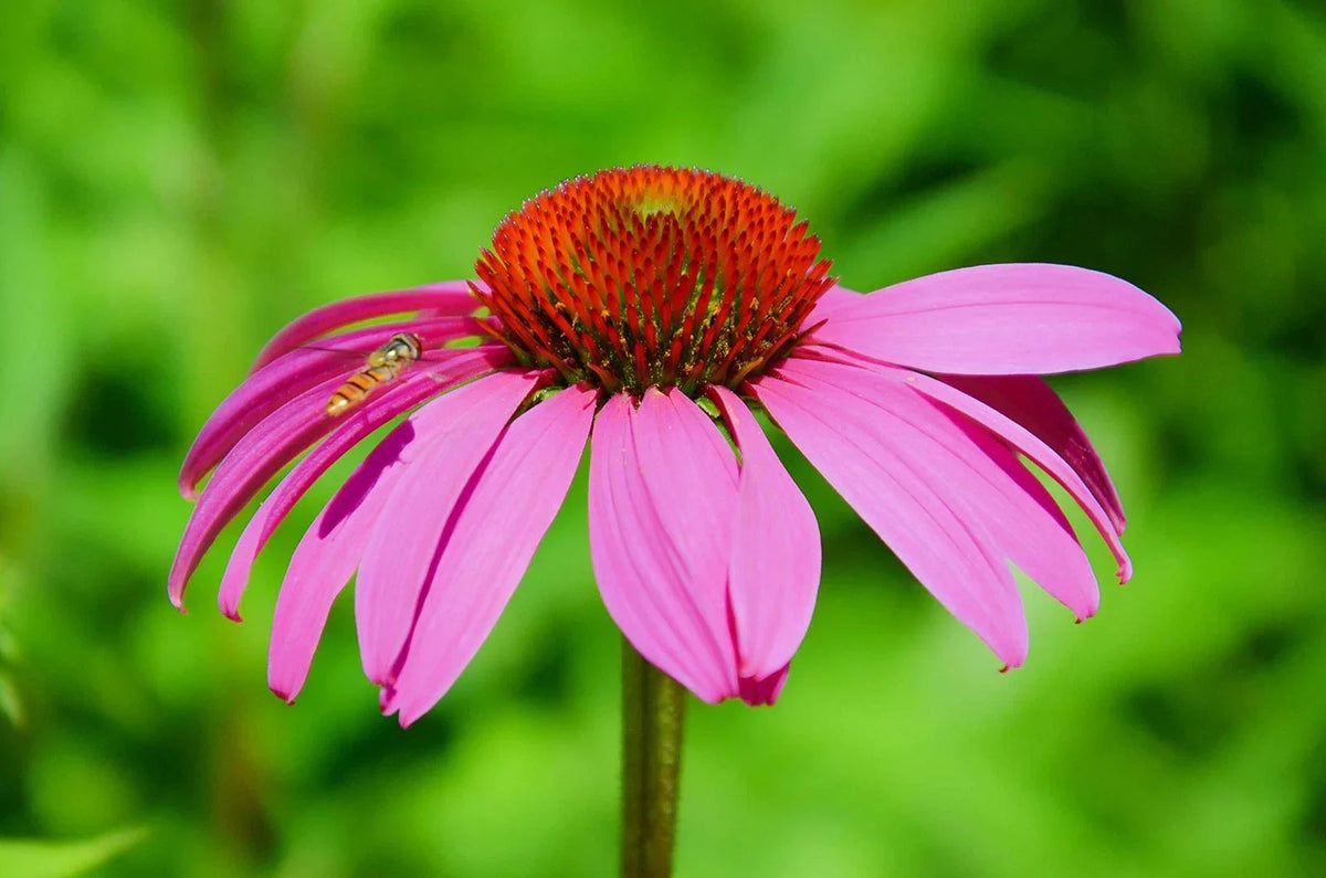 Purple Coneflower Seeds 250+ Pack | Echinacea purpurea | Butterfly Friendly Garden Seeds | Pollinator Attracting Flowers