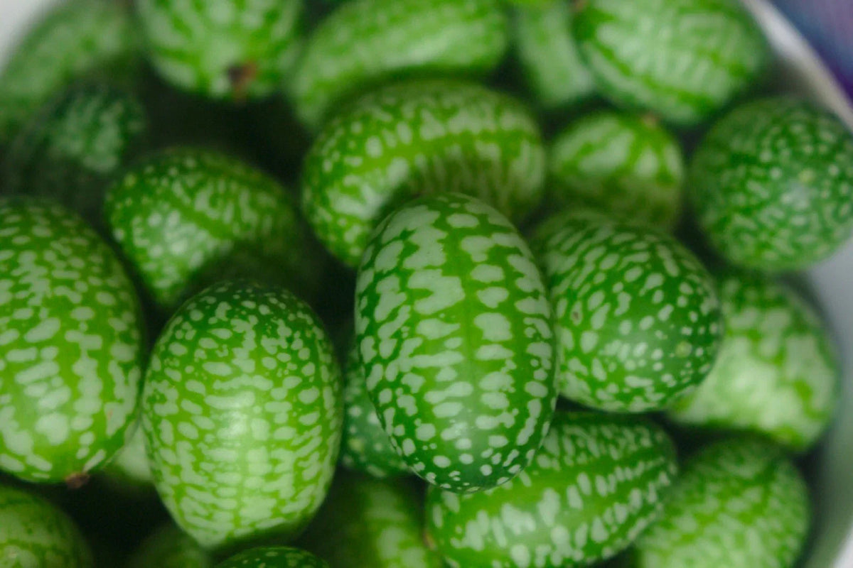 Cucamelon Seeds - 30 Sour Gherkin Seeds - Rare Melothria Scabra - Mini Mouse Melon for Gardens & Containers