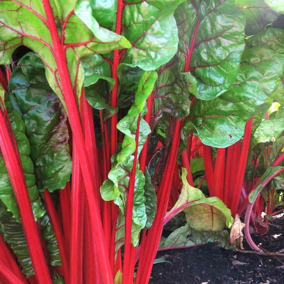 Ruby Red Rhubarb Swiss Chard Seeds | 100 Seeds | Beta vulgaris var. cicla | Nutrient-Rich Greens for Garden and Kitchen