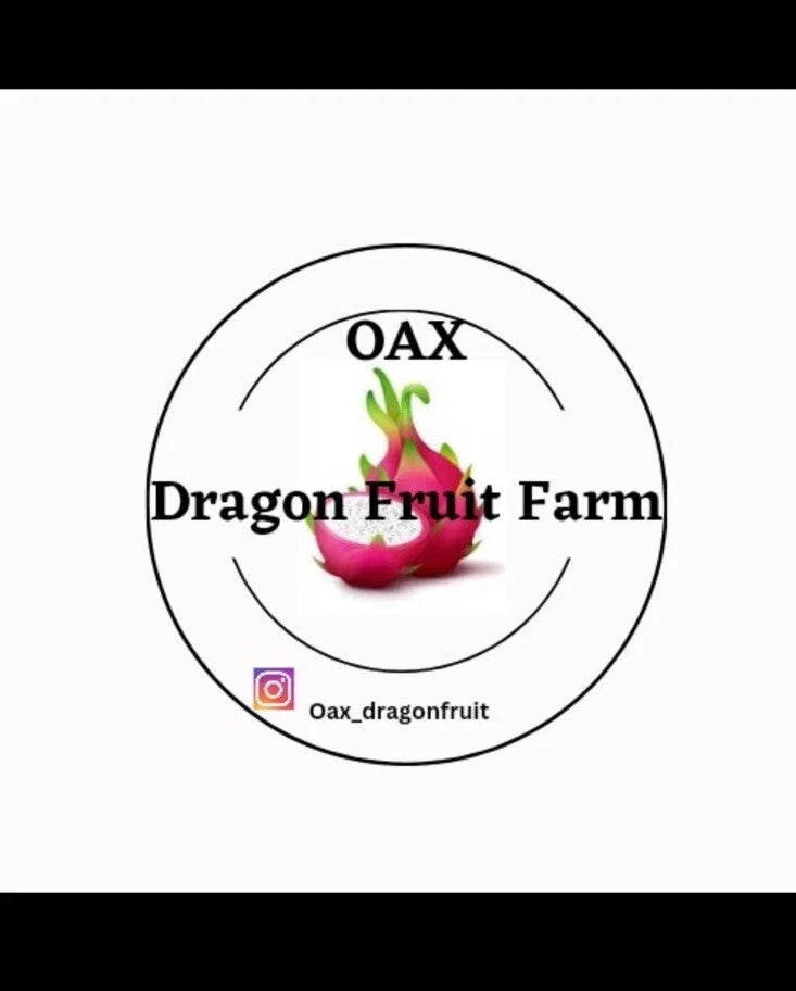 Purple Haze Dragon Fruit Cuttings - Mature Plant Propagation - Hylocereus undatus - Easy to Grow Cactus for Gardening