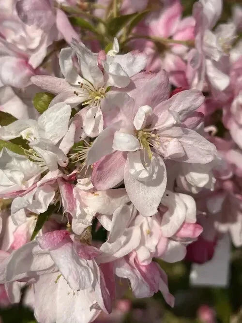 25+ Pink Perfection Crabapple Seeds - Malus x 'Pink Perfection' - USA Grown, Ideal for Garden Planting and Pollinator Attraction
