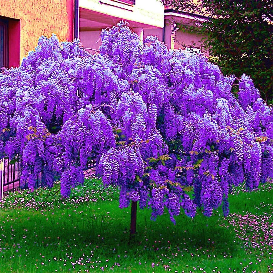 Chinese Blue Wisteria Tree Seeds - 5 Pack - Fast Climbing Flower Vine - Wisteria sinensis for Garden Trellises & Arbors