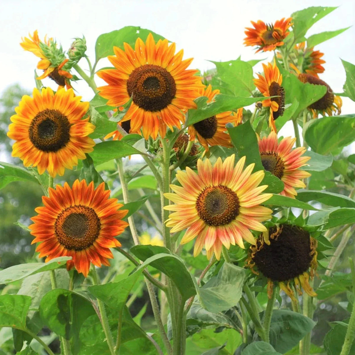 Evening Sun Sunflower Seeds 50pcs Bicolor Red Orange Yellow Helianthus Annuus - Vibrant Garden Flowers for Pollinators