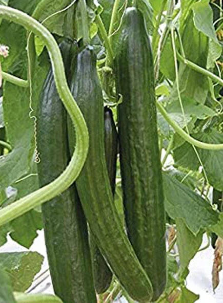 Cucumber Seeds Pack 20+ Sweet Slice Burpless Hybrid Cucumis sativus Non-GMO for Home Garden
