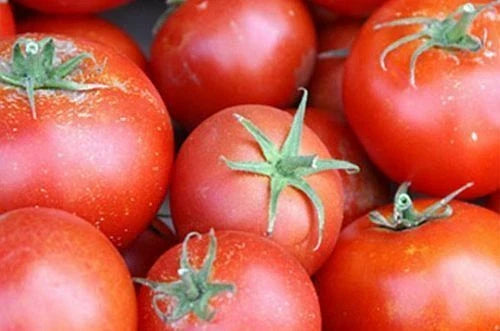 Tomato Seeds 5000 Pack Bonny Best Scarlet Medium Red Slicer Solanum lycopersicum Perfect for Canning & Fresh Use