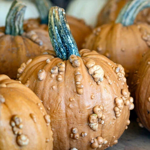 Grizzly Bear Pumpkin Seeds - 25+ Pack - Cucurbita maxima - Perfect for Gardening and Carving - USA Grown