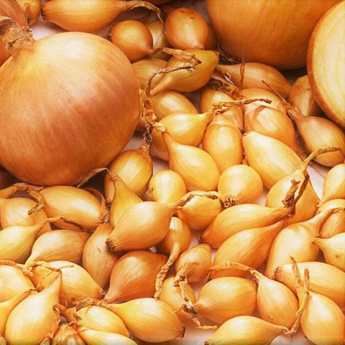 Spanish Globe Onion Sets Bulbs - Yellow Sweet - Allium cepa - Long Day Variety for Garden Planting