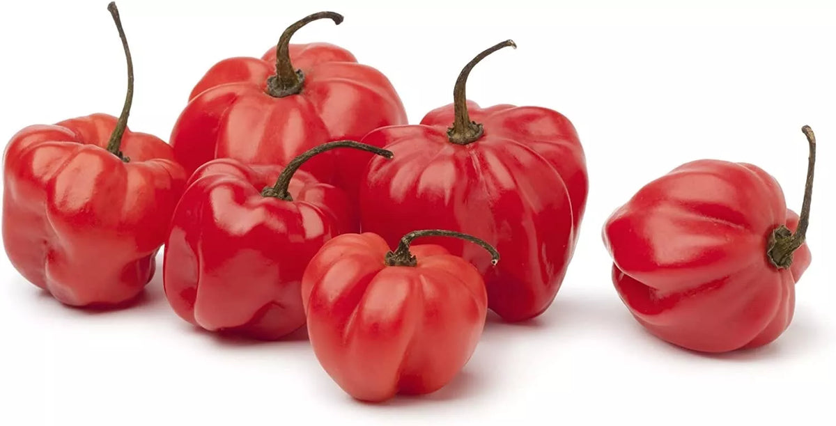 Sweet Bonnet Pepper Seeds - 10 Seeds - Capsicum chinense - Easy to Grow, Colorful, Sweet Flavor for Home Gardens