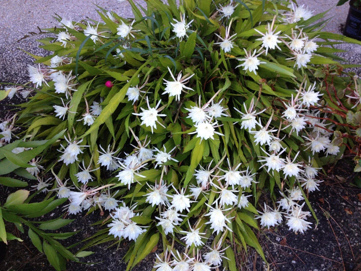 Cereus Night Blooming Cactus - Live Rooted Plant 7-8” - Fragrant Flowering Cactus (Cereus peruvianus)