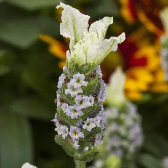 Lavandula Javelin Forte White Live Plants - 30 Count, Aromatic White Lavender for Gardens and Landscaping - Fragrant Blooms