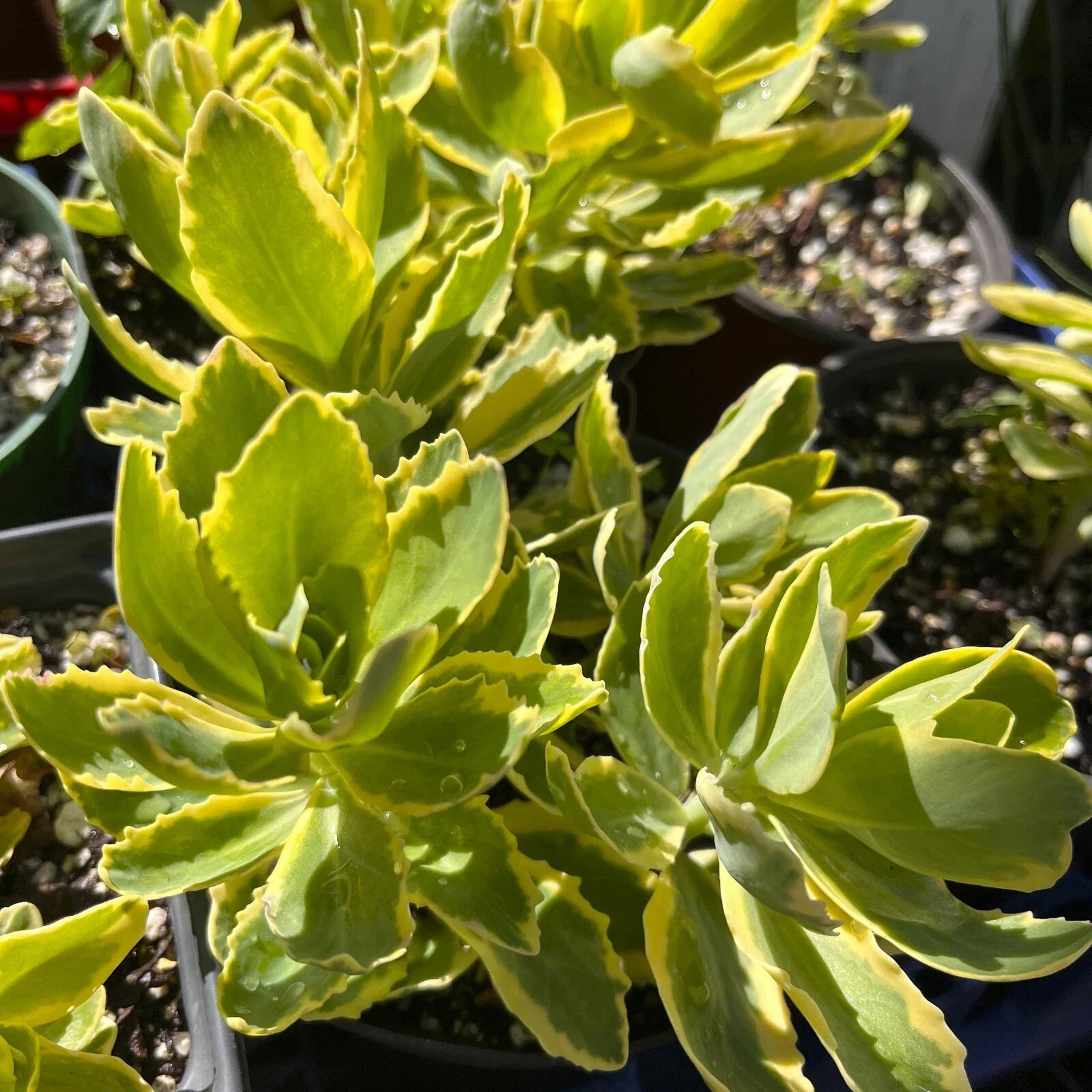 Variegated Pink Stonecrop Sedum 'Autumn Charm' Potted Perennial Plant - Drought-Tolerant Ground Cover, Pollinator-Friendly