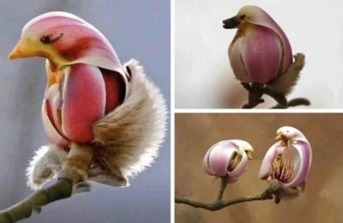 Yulan Magnolia Tree Seeds - 5 Seeds - Pink Spring Buds - Magnolia denudata - Fragrant Flowers for Garden Beauty