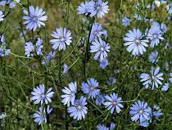 Chicory Seeds - 100+ Seeds - Bluest Blue Cut Flower - Cichorium intybus - Non-GMO Organic Garden Seeds