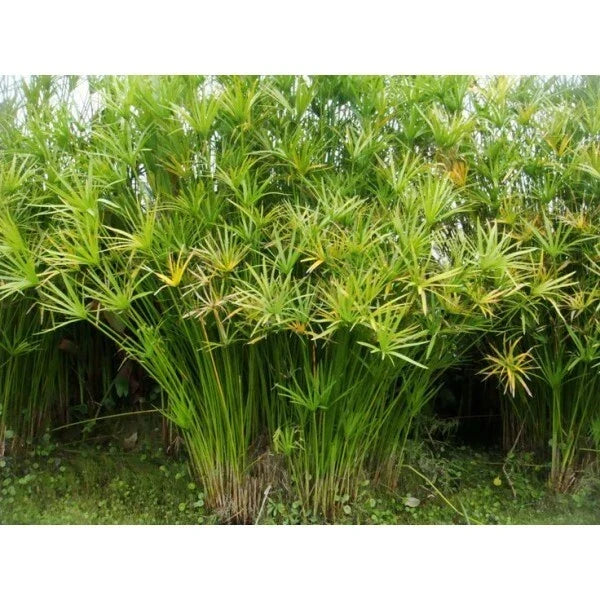 Live Umbrella Palm Plant - 12-18 Inch Tropical Aquatic Marginal Pond Plant - Cyperus alternifolius - Lush Greenery for Water Garden