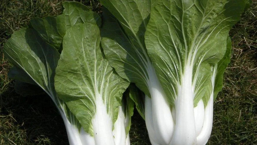 Cabbage Seeds - 100+ Heirloom Pak Choi White Stem - Non-GMO - Brassica rapa subsp. chinensis - Vegetable Garden Seeds