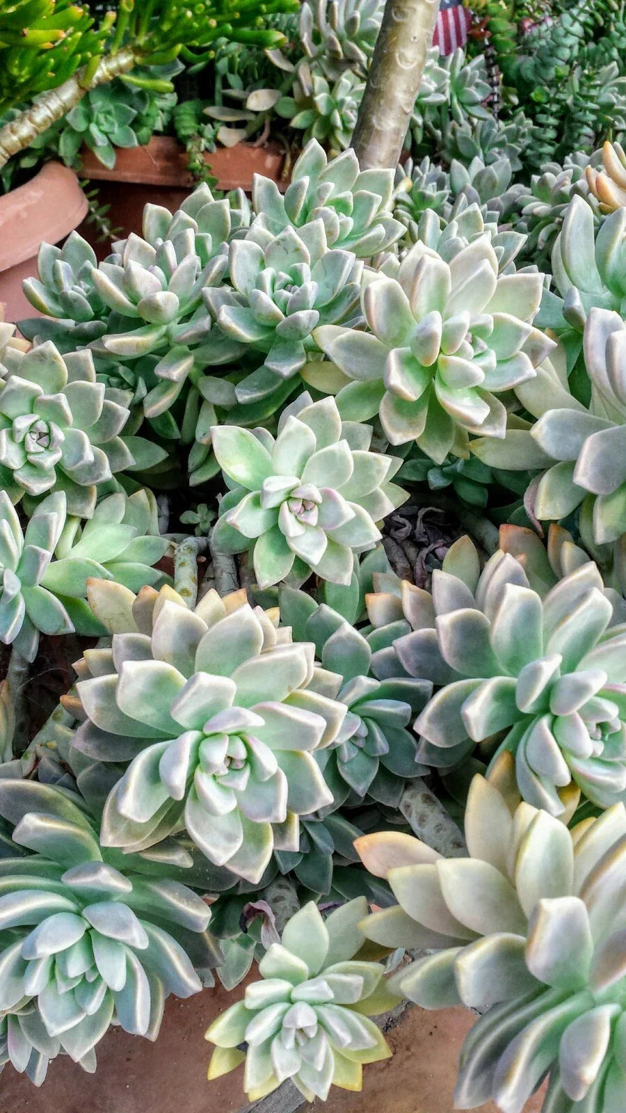 Fresh Succulent Cuttings Assortment of 6 Unique Varieties + Bonus – Echeveria, Sedum, Crassula – Perfect for DIY Arrangements