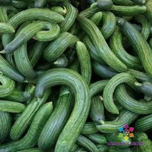 Armenian Dark Green Cucumber Seeds - 25+ Non-GMO Seeds - Cucumis sativus - USA Grown, Ideal for Home Gardening