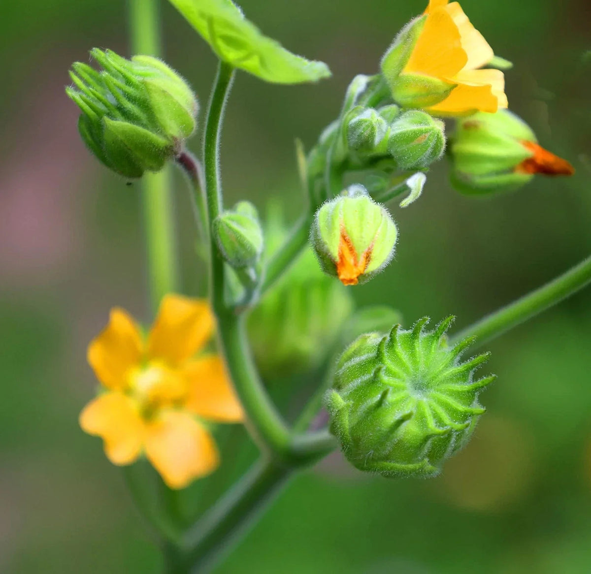 Velvetleaf Plant Seeds - 50 Seeds - Abutilon - Easy to Grow Garden Flower with Bell-Shaped Flowers