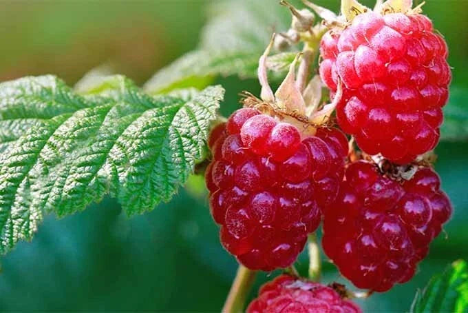 Raspberry Red Seeds - 30 Organic Rubus idaeus for Home Garden, Fruit Bush, Non-GMO, Sweet Berries, Easy to Grow