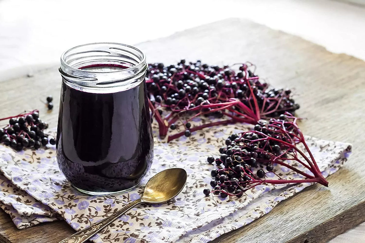 Fresh Elderberry Cuttings 24 Pack Black-Bearing Sambucus nigra High-Yield Culinary Plant for Home Garden