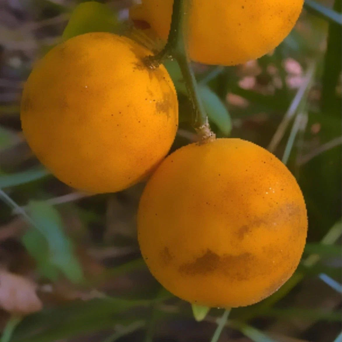 Hardy Orange Tree Seedlings 5-Pack - Flying Dragon Citrus Poncirus Trifoliata - Cold Hardy Fruit Plants for Garden