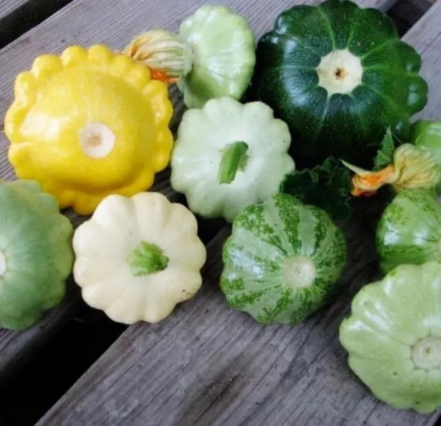 Scalloped Summer Squash Seeds - Mixed Color (10 Seeds) - Heirloom Cucurbita pepo - Compact Bush Variety for Vegetable Garden