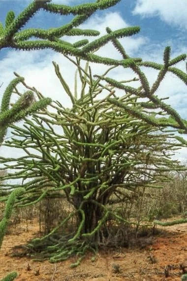 Madagascar Ocotillo Tree Seeds - Drought-Tolerant Alluaudia procera - Unique Succulent Seeds for Xeriscaping and Exotic Gardens