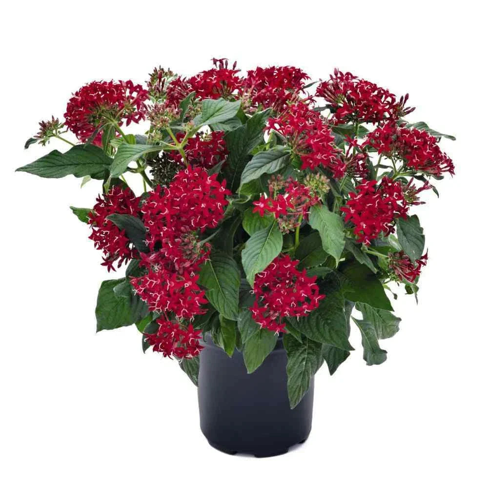 Pentas Seeds 100 Count Graffiti Bright Red - Vibrant Flowering Plants for Garden - Pentas lanceolata