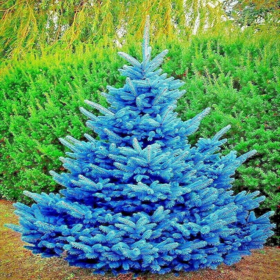 Colorado Blue Spruce Tree Seeds - 20 Seeds - Glauca Variety - Picea pungens - Cold Hardy Bonsai Plant for Garden Enthusiasts