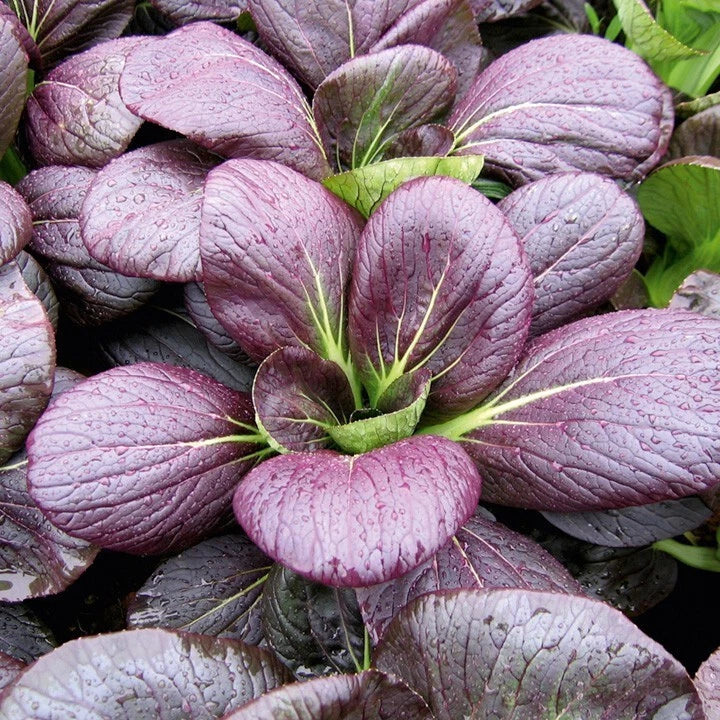 Pak Choi Seeds - 20 Non-GMO Red Tatsoi Seeds - Brassica rapa - Hybrid Cabbage for Stir-Fries and Salads