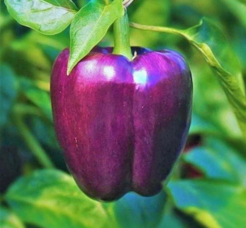 Purple Beauty Bell Pepper Seeds - 30+ Non-GMO Sweet Peppers (Capsicum annuum) for Home Gardening & Culinary Use
