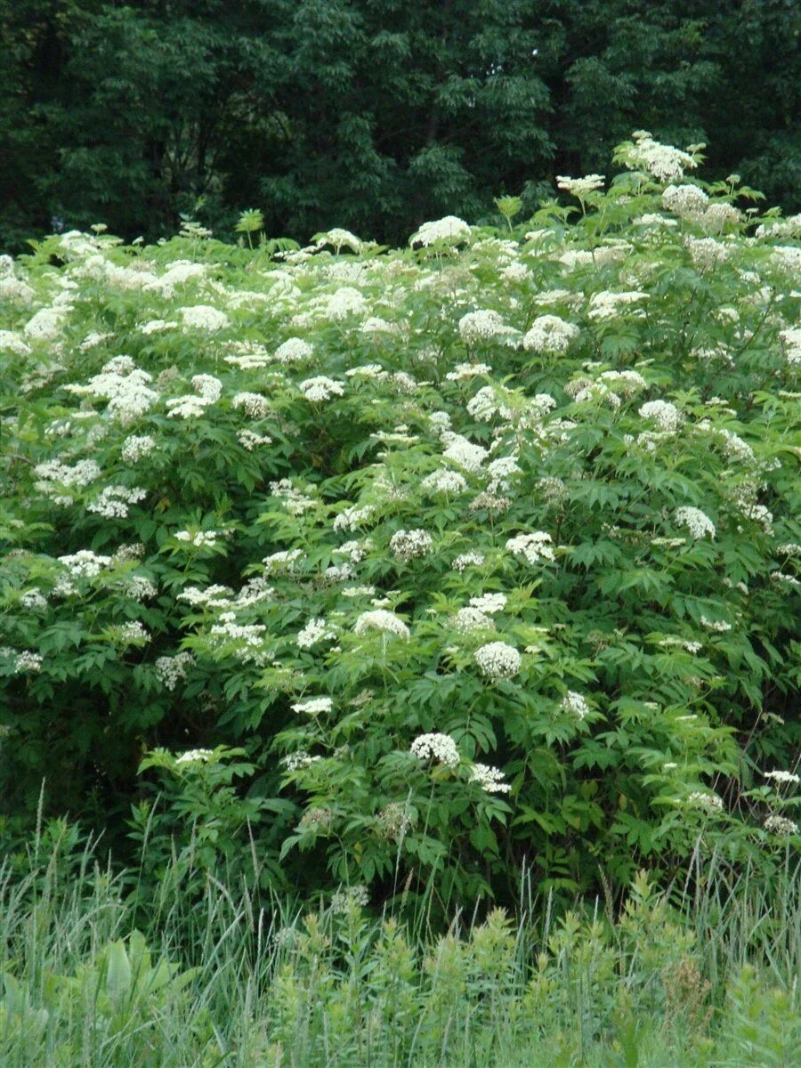 Elderberry Plant Bare Root 16" Edible Black Sambucus Common Live Plant for Garden Landscape