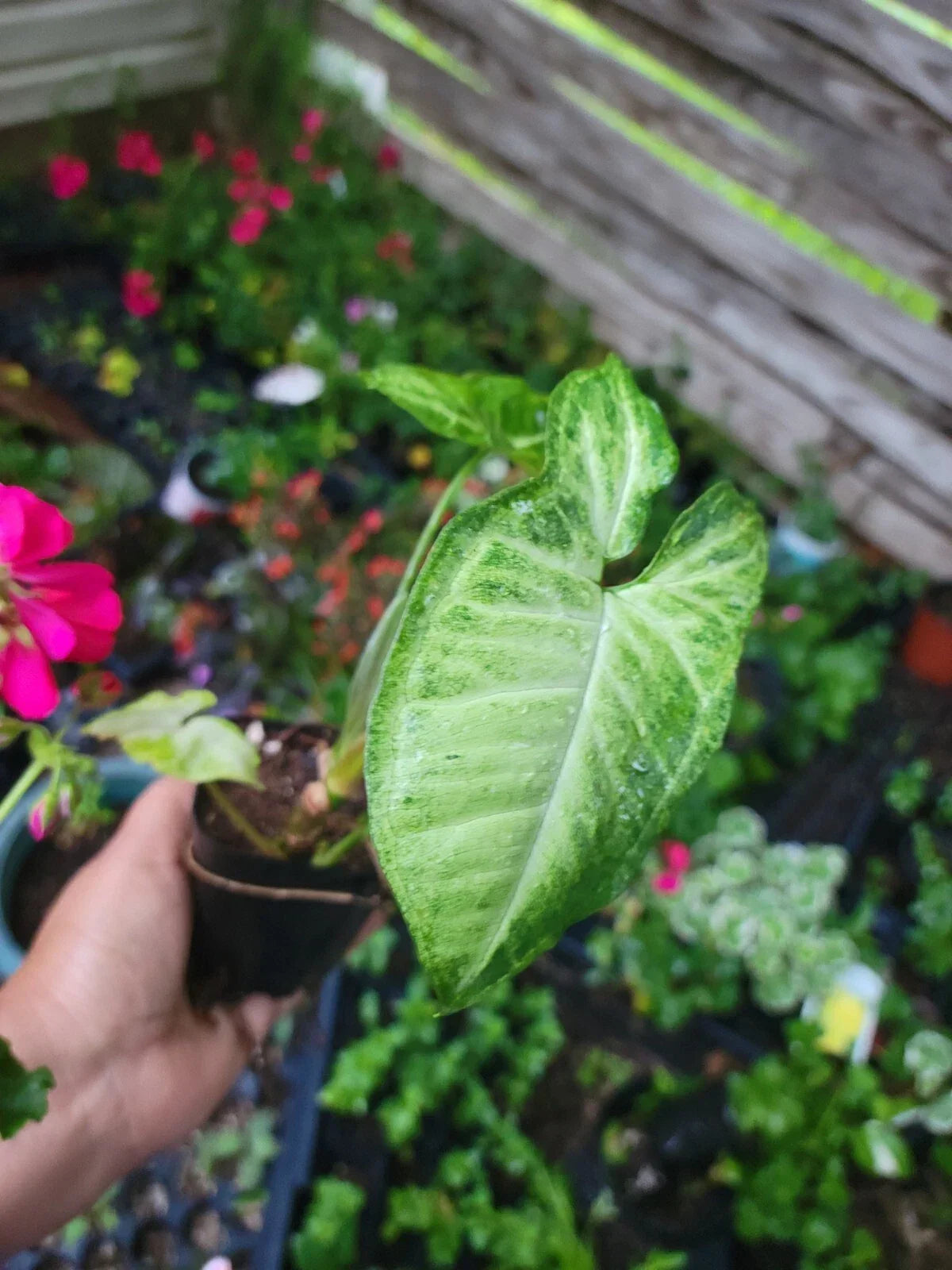 White Butterfly Plant 2.5" Pot Syngonium Podophyllum Indoor Houseplant Nepthytis Low Light Tolerant Easy Care Decor