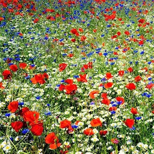 Wildflower Seed Mix 200 Seeds Red White Blue Native American Varieties Various Species Eco-Friendly Garden Planting