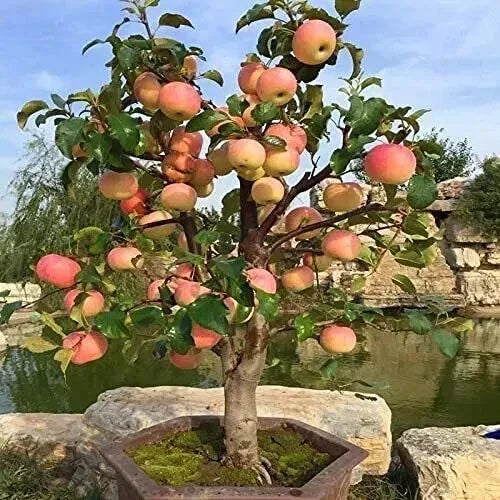 Dwarf Bonsai Apple Tree Seeds - 20 Pack - Malus domestica - Indoor Mini Fruit Tree for Small Spaces