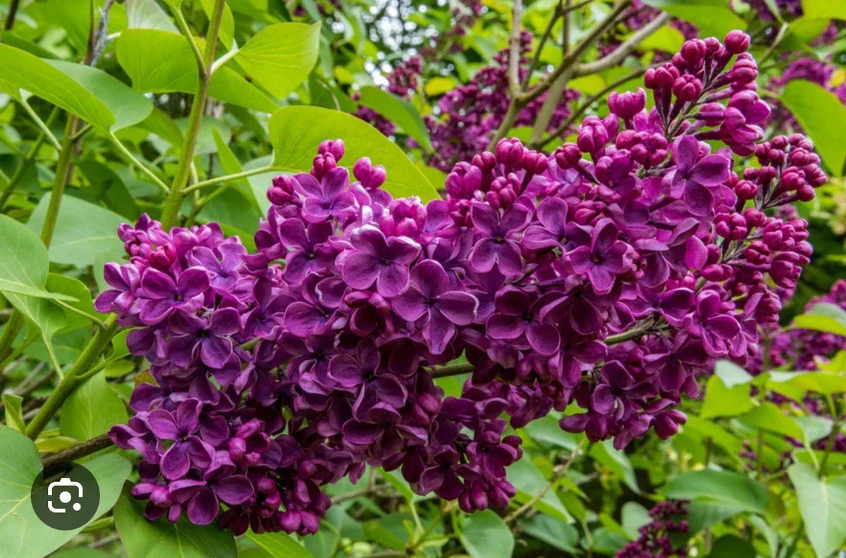 Ludwig Spaeth Lilac Starter Plant 4-8” - Syringa Vulgaris, Purple Blooms, Hardy Perennial Flowering Shrub, Well-Rooted
