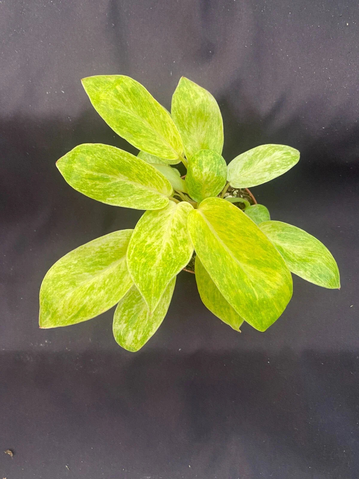 Philodendron Painted Lady Plant - 3" Pot, Tropical Houseplant, Philodendron erubescens, Variegated Green & Gold Leaves