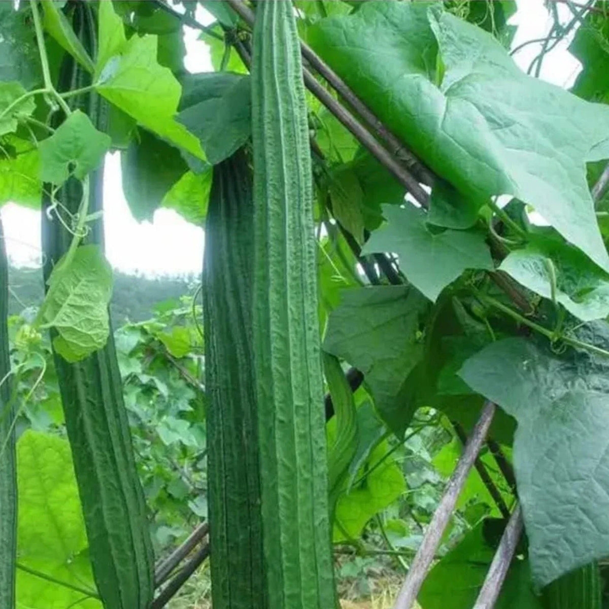 20pcs Ridged Sponge Gourd Seeds - Angled Luffa Heirloom - Luffa acutangula - Non-GMO Vegetable Garden Seeds for Cooking & Crafting