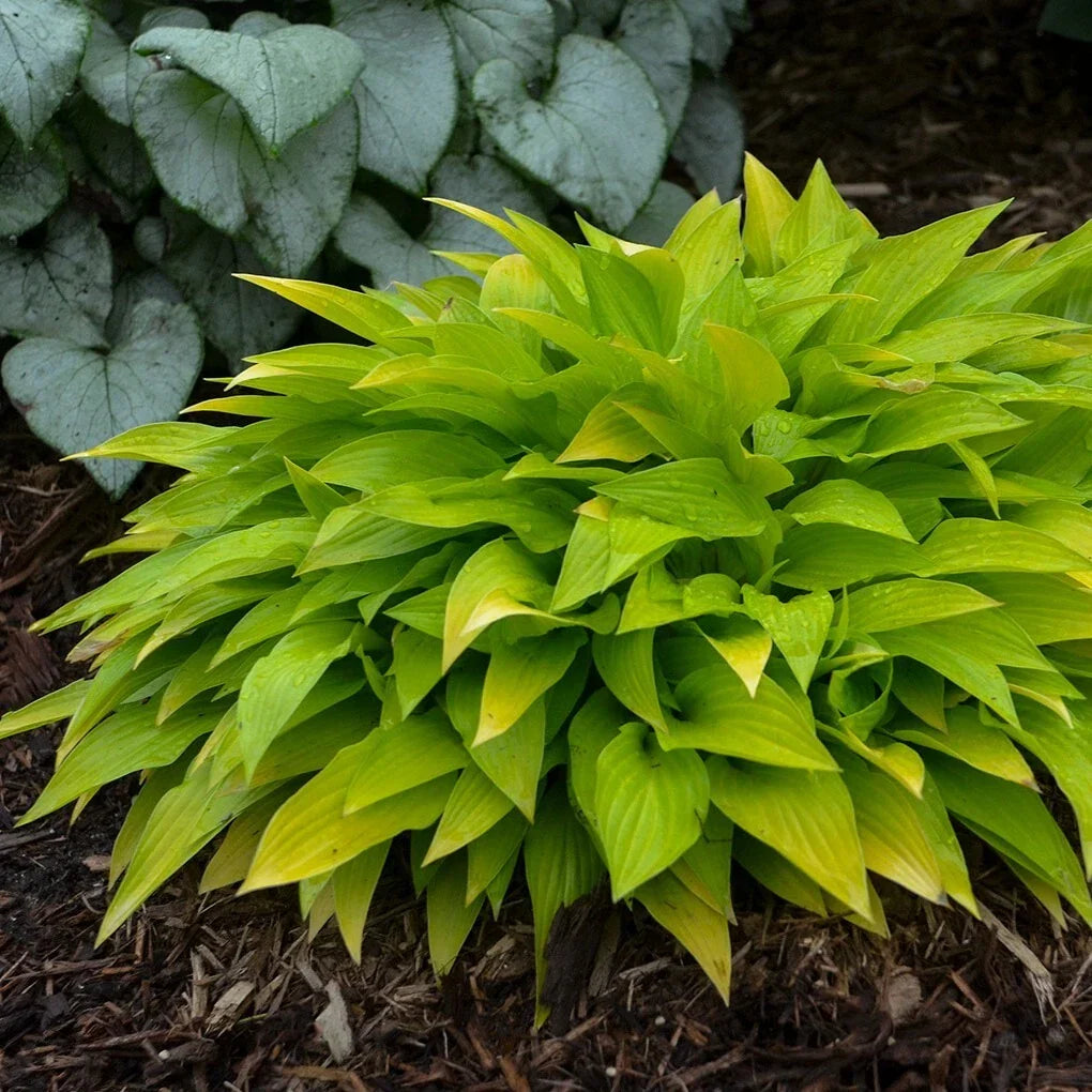 Hosta Plant in 5.25" Pot | Munchkin Fire Miniature Perennial | Hosta 'Munchkin Fire' | Vibrant Shade Garden Foliage