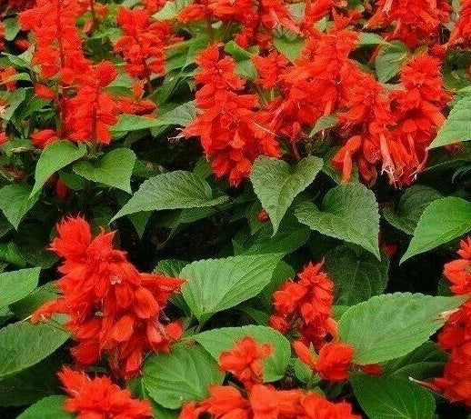 Scarlet Sage Flower Seeds 200+ Pack, Vibrant Red Blooms, Salvia coccinea, Attracts Hummingbirds and Pollinators