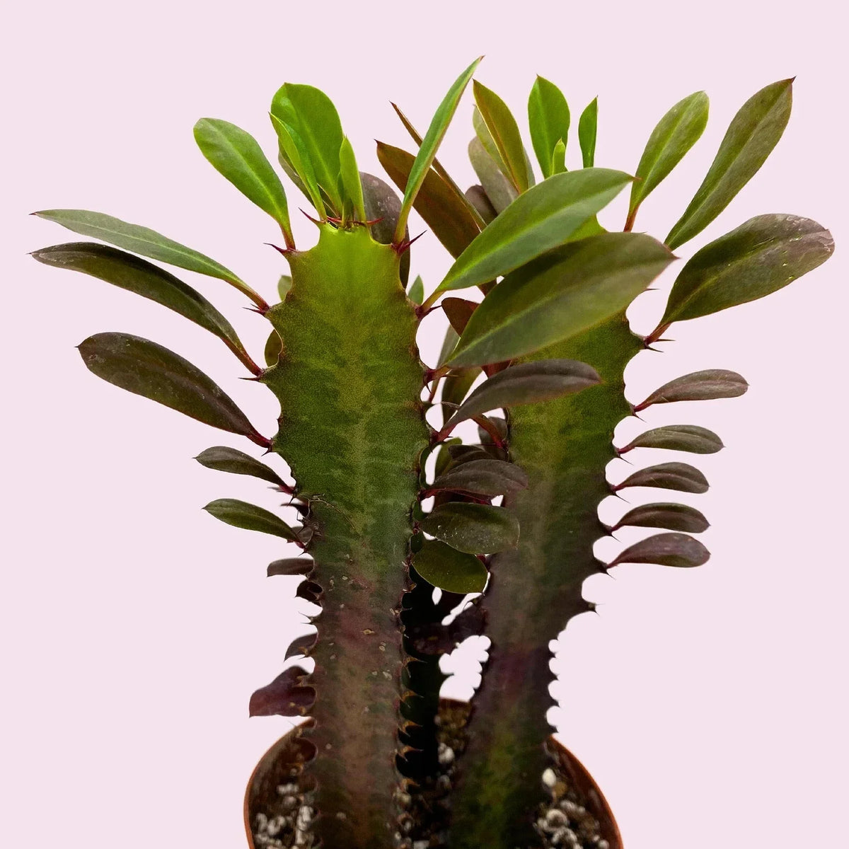 African Milk Tree Cuttings - Euphorbia trigona - Easy Care Succulent for Indoor Gardening & Home Decor