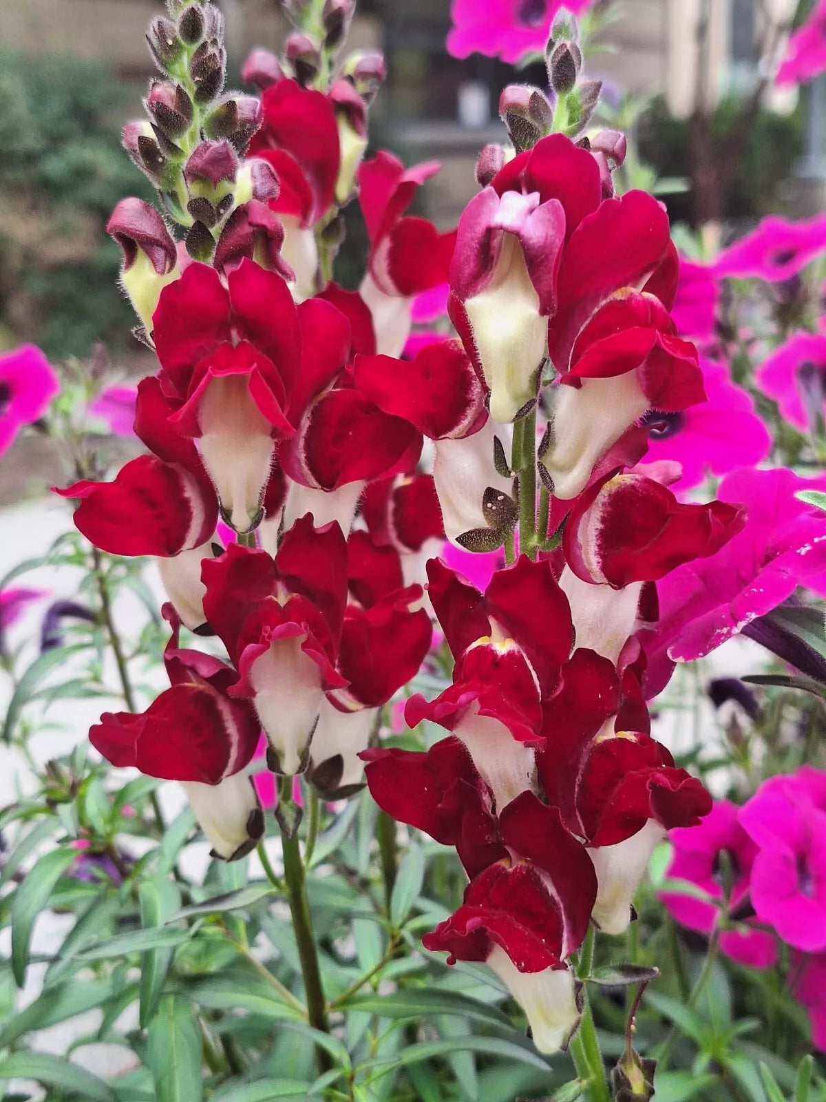 Snapdragon Seeds 200 Count - Deep Red with White Throat - Antirrhinum majus - Easy to Grow, Pollinator Friendly