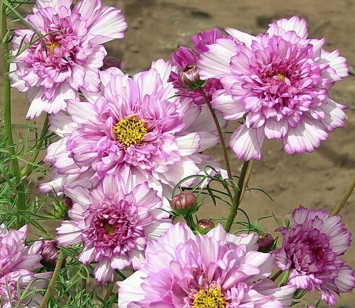 Double Click Rose Bon Bon Cosmos Seeds - 200+ Count - Annual Flower Seeds for Garden (Cosmos bipinnatus)