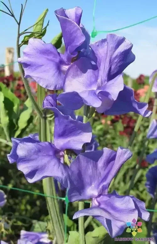 Blue Danube Sweet Pea Seeds - 50+ Pack - Lathyrus odoratus - Organic Flower Seeds for Garden Planting - USA