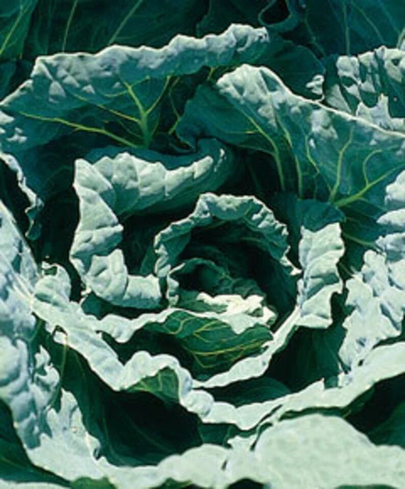 Collard Seeds - Morris Heading Variety - Non-GMO Fresh Seeds for Planting - Brassica oleracea - Perfect for Home Gardens